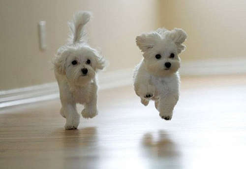 Name:  running-cute-puppies.pg-small.jpg
Views: 128
Size:  10.9 KB