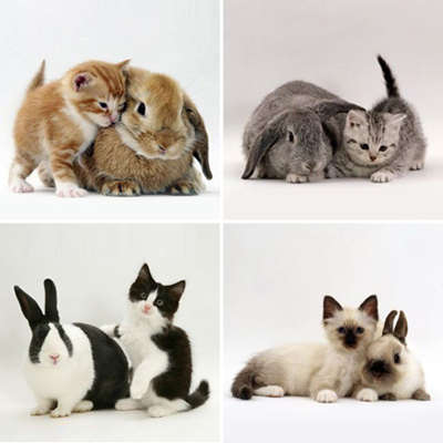 Name:  bunny-kitten-identity-theft.jpg
Views: 96
Size:  35.5 KB