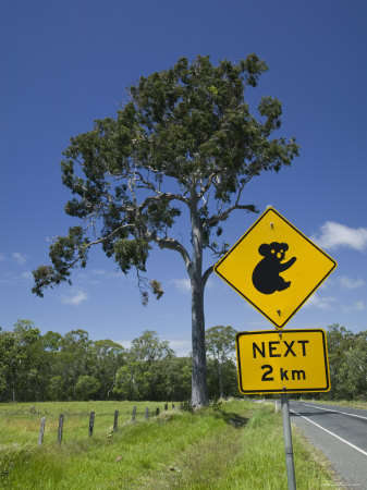 Name:  bibikow-walter-australia-queensland-fraser-coast-maryborough-koala-crossing-sign-on-the-bruce-hi.jpg
Views: 131
Size:  24.0 KB
