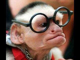 Name:  monkey-with-funny-glasses_larry-king_thumb.jpg
Views: 79
Size:  10.1 KB