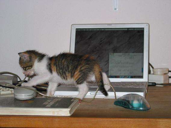 Name:  Cat-and-computer.JPG
Views: 78
Size:  29.4 KB