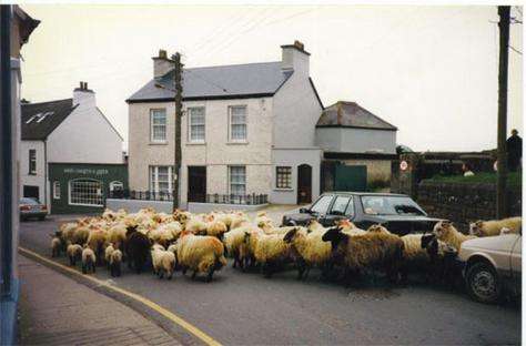 Name:  sheep flash mob.jpg
Views: 102
Size:  19.8 KB