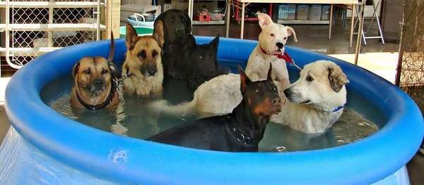 Name:  pool party at daycare.jpg
Views: 69
Size:  52.5 KB