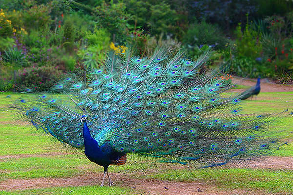 Name:  peacock_4.jpg
Views: 73
Size:  80.0 KB