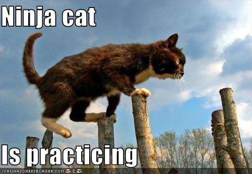 Name:  funny-pictures-ninja-cat-practices.jpg
Views: 82
Size:  26.0 KB