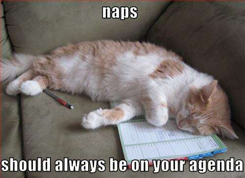 Name:  cat nap.jpg
Views: 113
Size:  23.4 KB