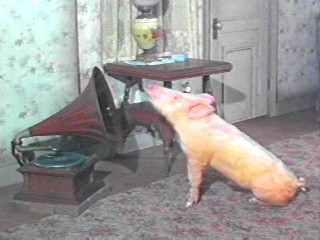 Name:  pig_arnold3.jpg
Views: 244
Size:  22.2 KB