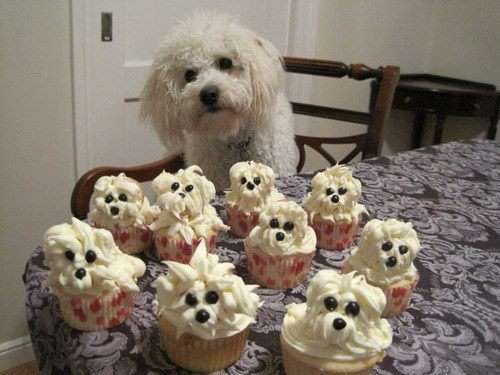 Name:  Pupcakes.jpg
Views: 77
Size:  27.2 KB