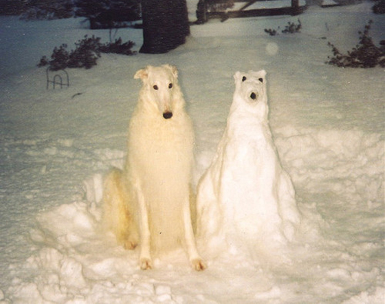 Name:  snowdog.jpg
Views: 109
Size:  176.0 KB