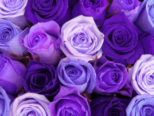 Name:  purple roses.jpg
Views: 5666
Size:  40.4 KB