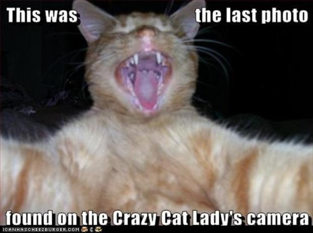 Name:  cat-lady-funny-cats.jpg
Views: 1643
Size:  32.3 KB
