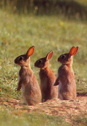 Name:  Wild-rabbits.jpg
Views: 133
Size:  27.2 KB