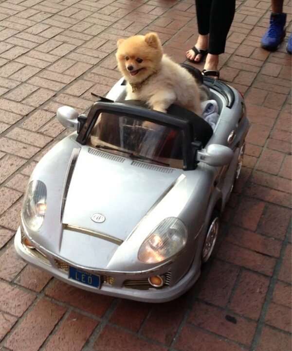 Name:  a.baa-puppy-driving-a-small-car.jpg
Views: 120
Size:  45.4 KB