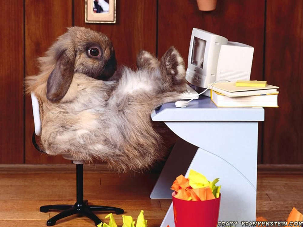 Name:  funny_rabbit_at_work.jpg
Views: 1368
Size:  76.3 KB