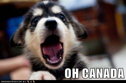Name:  funny-dog-pictures-oh-canada.jpg
Views: 1049
Size:  19.5 KB