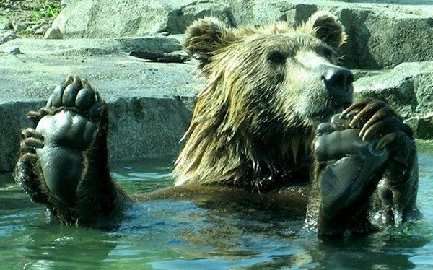 Name:  bear i water.jpg
Views: 59
Size:  25.1 KB