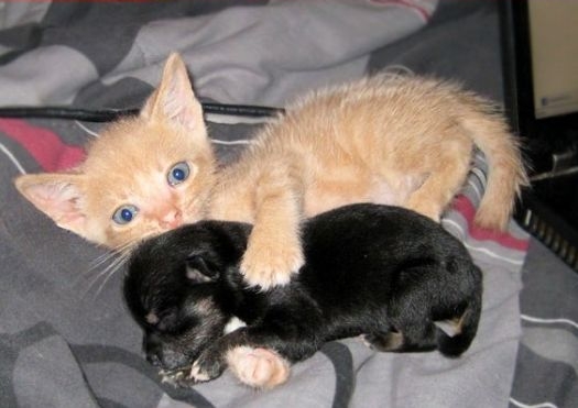 Name:  cute-baby-animals-kitten-and-puppy-are-bestfriends-005.jpg
Views: 118
Size:  93.1 KB