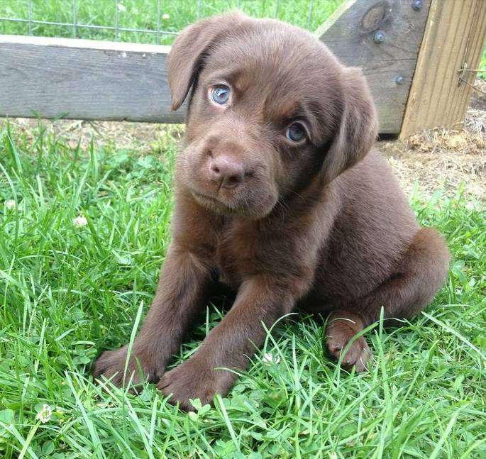 Name:  chocolate lab puppy.jpg
Views: 333
Size:  89.8 KB