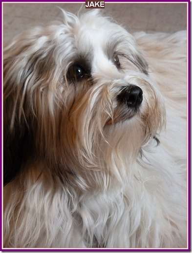 Name:  Jo's pic of Jake @ Blessing of Animals.jpg
Views: 84
Size:  22.9 KB