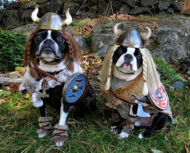 Name:  dog-boston-terrier-viking-opera-costume-halloween.jpg
Views: 168
Size:  68.6 KB
