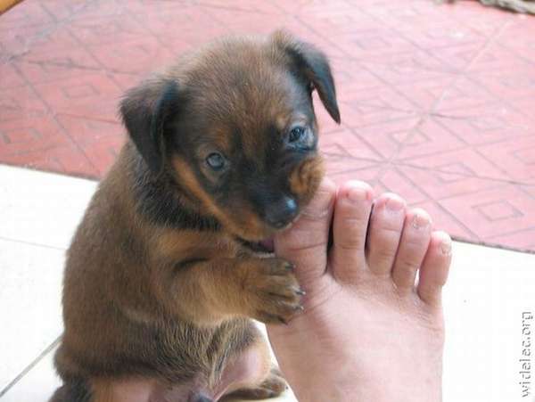 Name:  pup biting toe.jpg
Views: 85
Size:  24.3 KB