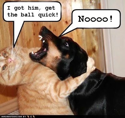 Name:  funny-dog-cat-picture.jpg
Views: 252
Size:  35.5 KB