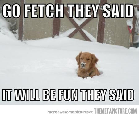 Name:  funny-dog-snow-winter.jpg
Views: 362
Size:  30.2 KB