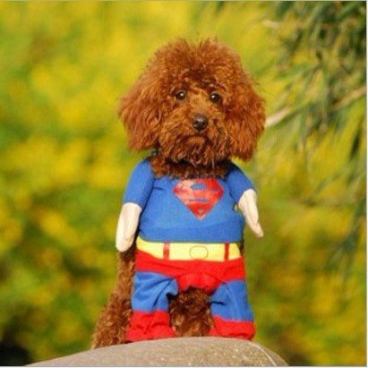 Name:  Free-shipping-Lovely-cute-pet-clothes-funny-Dog-costum-clothing-Superman-dog-clothes-dog-outwear.jpg
Views: 106
Size:  35.8 KB