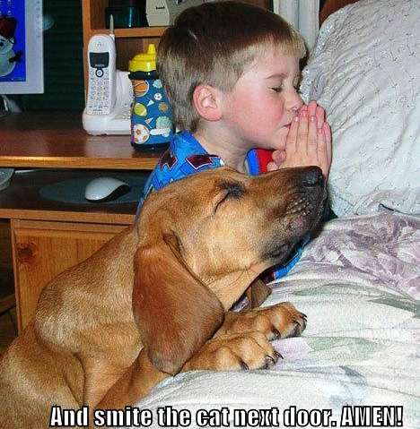 Name:  funny-dog-pictures-praying-dog-boy-bed2.jpg
Views: 73
Size:  42.8 KB