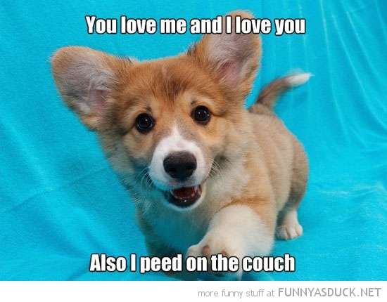 Name:  funny-cute-dog-love-you-peed-couch-pics.jpg
Views: 58
Size:  26.5 KB