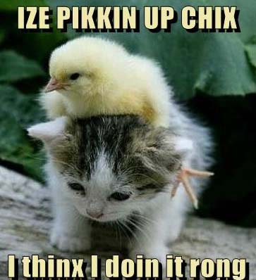 Name:  funny-animal-funny-pet-pictures-with-captions-12-29-funny-pet-pictures-with-captions.jpg
Views: 3377
Size:  45.1 KB