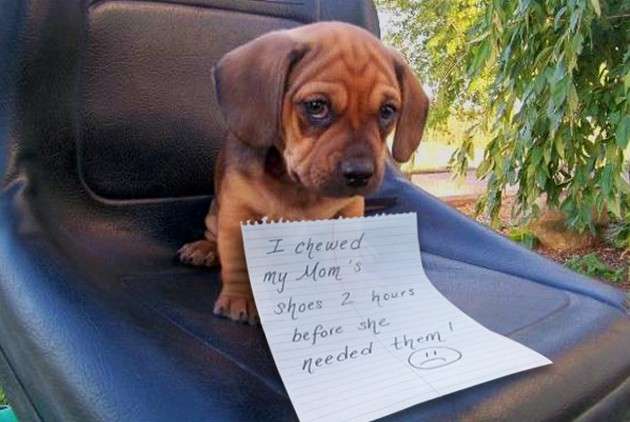 Name:  Funny-Dog-Shaming-Pictures-01.jpg
Views: 3342
Size:  32.6 KB