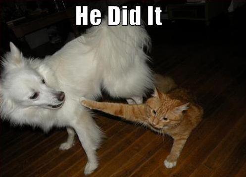 Name:  cat-blaming-dog-funny-dog-photo-with-captions.jpg
Views: 244
Size:  21.3 KB