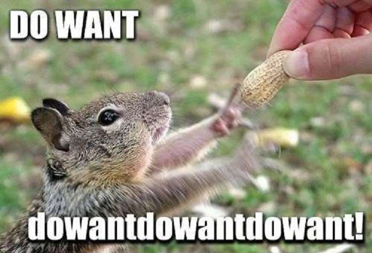 Name:  funny-squirrel-reaching-nut-excited-do-want-pics.jpg
Views: 735
Size:  43.1 KB