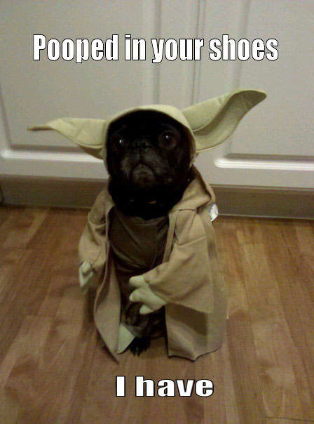 Name:  funny-cute-Yoda-dog-Halloween-costume.jpg
Views: 383
Size:  33.6 KB
