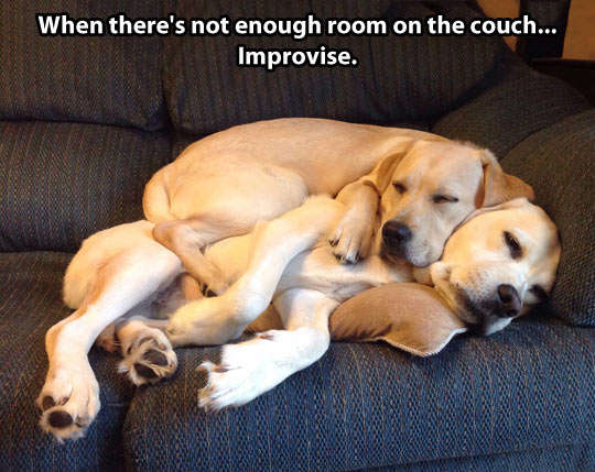 Name:  funny-Labrador-Retriever-dogs-couch-hug.jpg
Views: 4112
Size:  44.5 KB