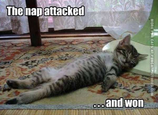 Name:  funny-cats-the-nap-attacked.jpg
Views: 239
Size:  35.4 KB