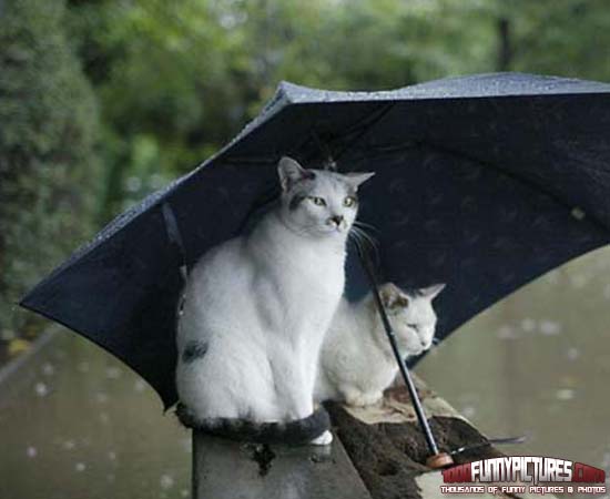 Name:  Its-A-Rainy-Day-Funny-Cats.jpg
Views: 83
Size:  28.0 KB