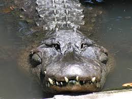Name:  Alligator.jpg
Views: 96
Size:  9.6 KB