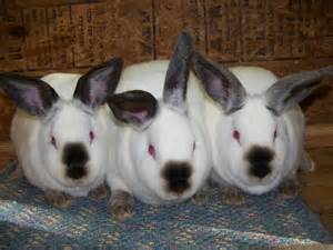 Name:  3 rabbits.jpeg
Views: 74
Size:  11.2 KB