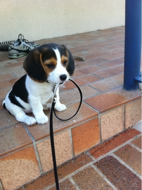 Name:  begel puppy.jpg
Views: 54
Size:  116.3 KB