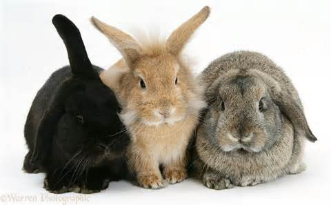 Name:  3 rabbits 12.jpeg
Views: 80
Size:  17.2 KB