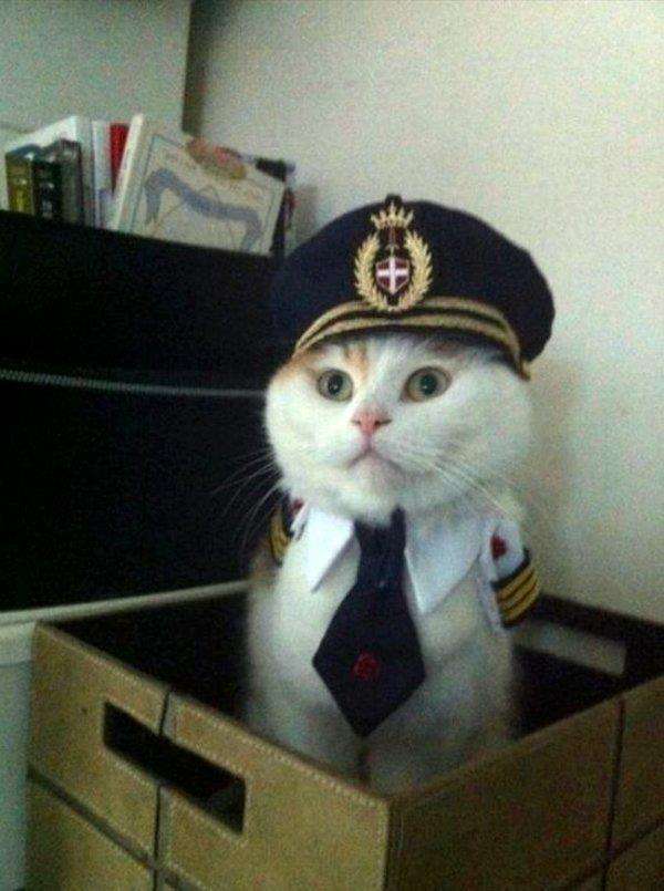 Name:  cat officer.jpg
Views: 83
Size:  50.4 KB