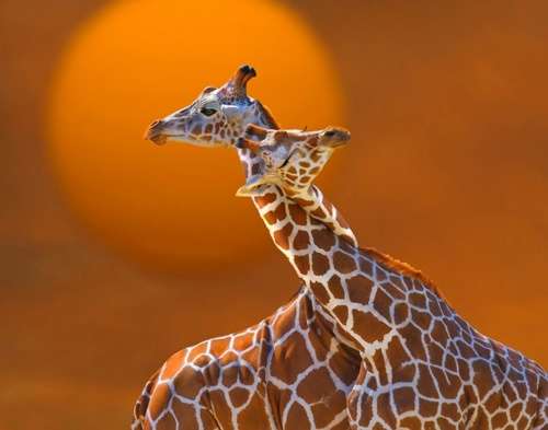 Name:  giraffe-hug.jpg
Views: 158
Size:  16.9 KB