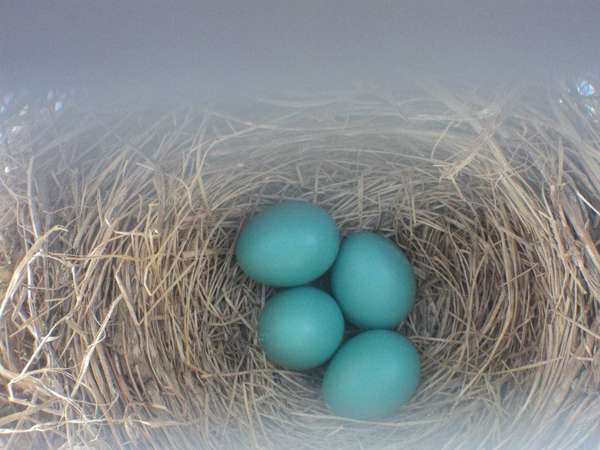Name:  Four Eggs.jpg
Views: 371
Size:  31.0 KB