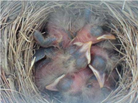 Name:  baby birds new.jpg
Views: 122
Size:  25.1 KB