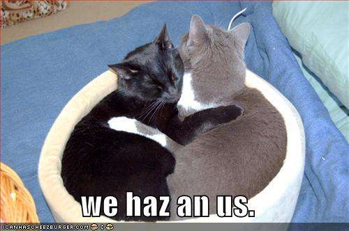 Name:  funny-pictures-hugging-cats-basket1.jpg
Views: 1001
Size:  25.1 KB