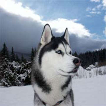 Name:  dog_sled.jpg
Views: 106
Size:  12.2 KB