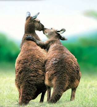 Name:  Animals-Love-kissing-kangaroos.jpg
Views: 3518
Size:  16.1 KB