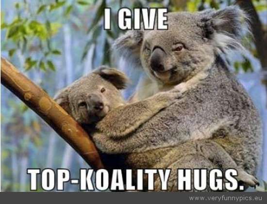 Name:  funny-picture-koala-top-koality-hugs.jpg
Views: 6758
Size:  33.2 KB